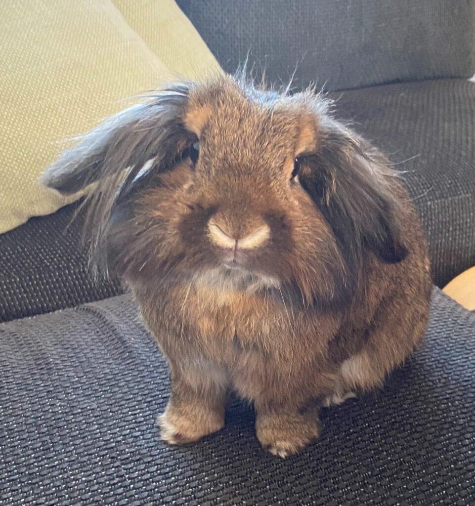 Cookie a 10 year old dwarf lop house rabbit.